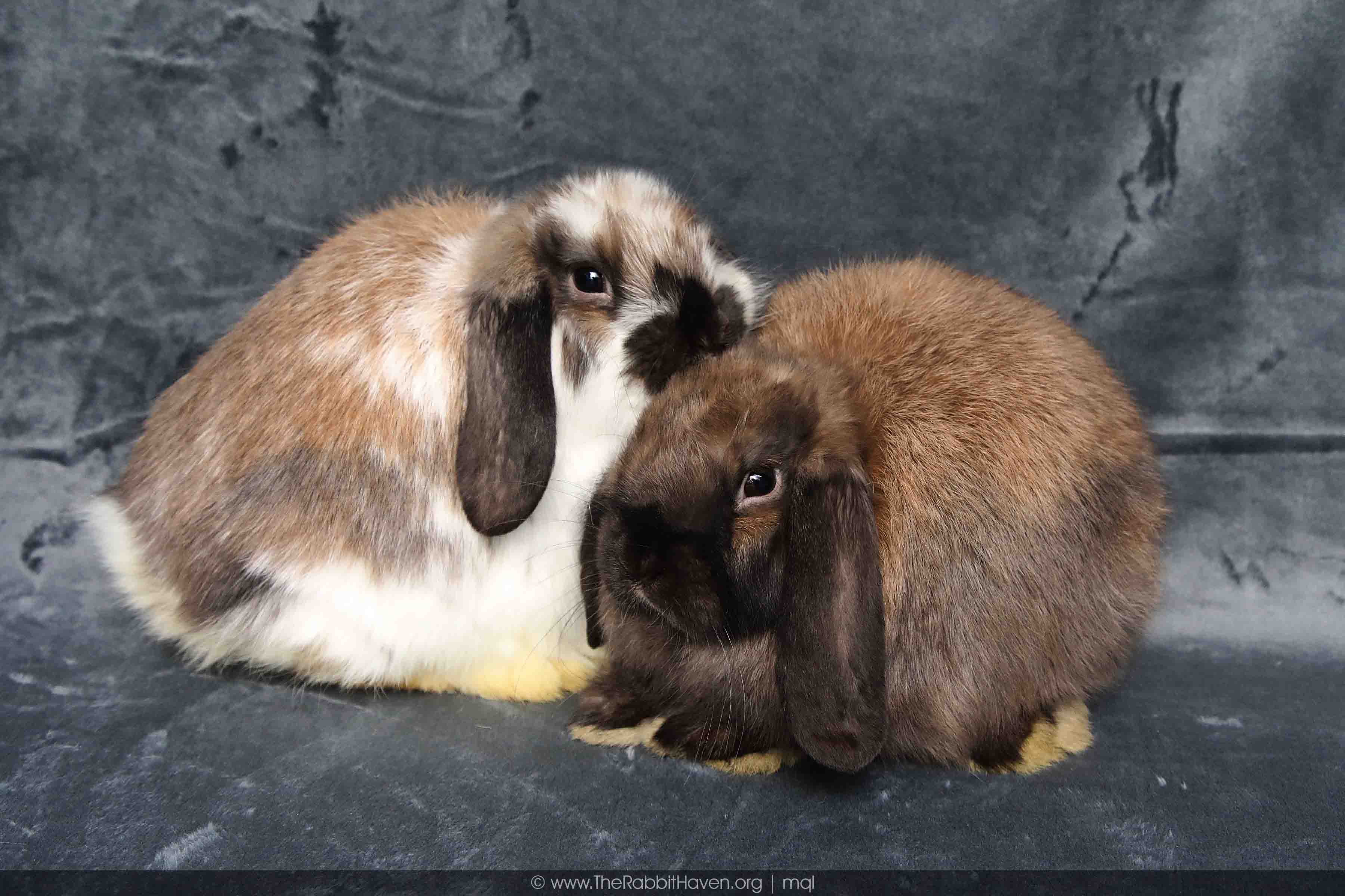 Abandoned in a dumpster The story of Nyssa and Charis The Rabbit Haven